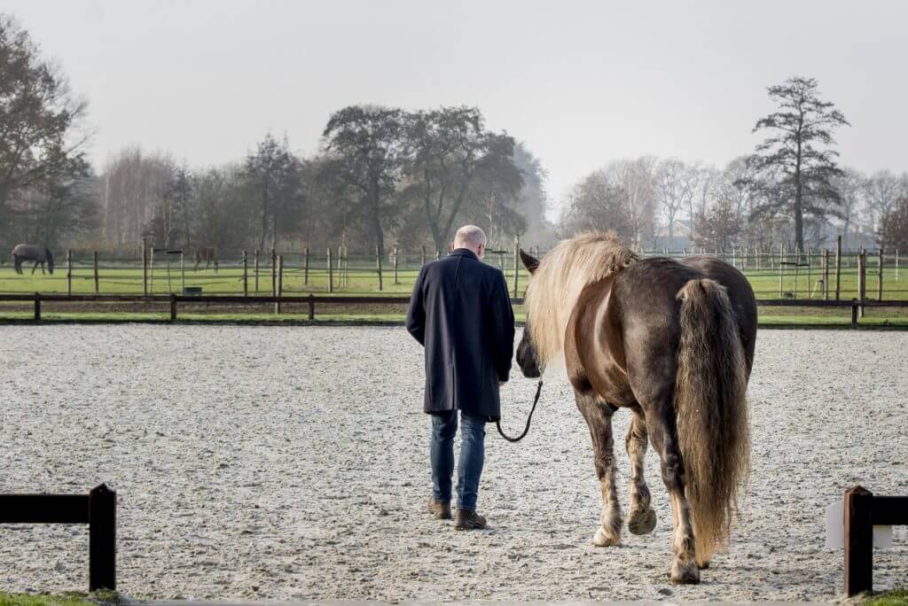 Leren met het paard